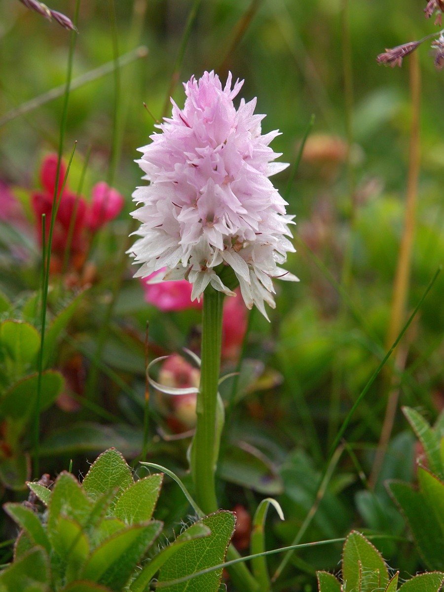 Porno video blowjob pickup Yubkalar jinsiy aloqa